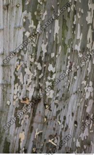 Tree Bark 0024